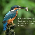 kingfisher eating fish